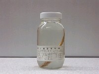 藏品(臺灣標槍魚(玉筋魚))的圖片